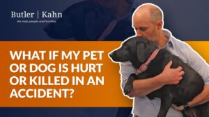 LAWYER: What if my Pet or Dog is Hurt or Killed in an Accident?